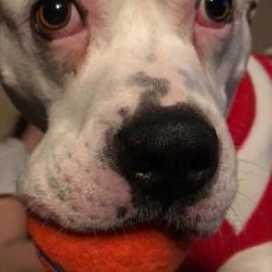 Meet your Posher, Nicholas